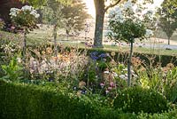 Box edged beds at the top of the double summer herbaceous borders designed by Xa Tollemache feature standard white roses underplanted with Verbena bonariensis, lilies, Nicotiana sylvestris and agapanthus. Castle Hill, Barnstaple, Devon, UK