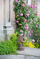Red squirrel door stop surrounded by yellow corydalis and a pink rose against the east side of Dalemain House.
