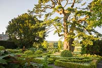 A great Abies cephalonica, Greek fir, looms over the knot garden planted with grey and white plants.