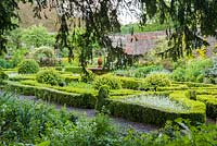 Box edged beds in the knot garden are filled with white forget-me-nots, Myosotis alpestris 'White'.