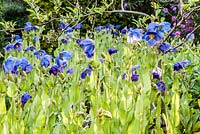 Meconopsis in the Low Garden.