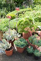 Group of succulents in pots including echeverias and aeoniums. Upper Tan House, Stansbatch, Herefordshire, UK