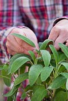 Woman gathering Salvia officinalis leaves for culinary use - Sage