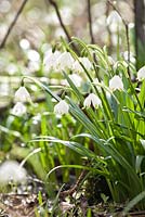 Leucojum vernum