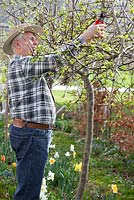 Pruning apple tree in spring.
