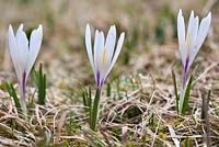 Crocus vernus albiflorus