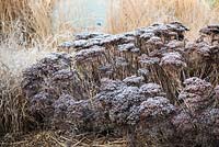 Sedum 'Herbstfreude' covered with frost