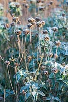 Phlomis anatolica 'Lloyd's Variety' - Seedheads covered with frost