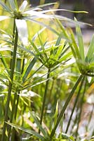 Cyperus in natural swimming pool. Snares Hill Cottage, Essex