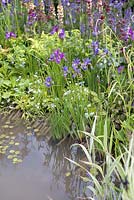 Iris 'Jane Philips' and Iris sibirica 'Tropic Night' beside pond. Dawn Chorus Garden, Silver-Gilt Flora Medal winner for Urban Garden, Chelsea 2009. Design: The Chris Beardshaw Mentoring Scholarship Team. 