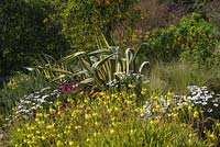 Mediterranean garden, Spring border: Bulbine frutescens, Dimorphotheca, Agave americana 'Marginata' and Yucca prominent. March, La Huerta, Andalucia, Spain.