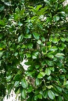 Syzygium moorei Coolamon, Durobby. Foliage. Late summer, Royal Botanic Garden Sydney, NSW.