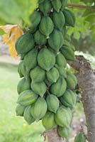 Carica papaya - Papaya tree 