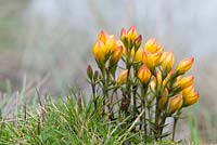 Gentianella hirculus - Griseb. Fabris - Parque Nacional El Cajas 