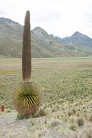 Puya raimondii, aka queen of the Andes, titanka or puya de Raimondi - Cordillera Blanca Mountain range Peru. Huascaran National Park. 
