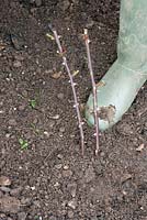 Planting a pot grown Rambling Rosa 'Kiftsgate' - firm in with foot