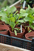 Beta vulgaris - Beetroot bolivar plants in pots waiting to be planted out into the garden - May - Oxfordshire
