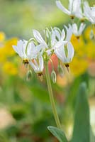 Dodecatheon meadia 'alba' - White Shooting star - May - Surrey