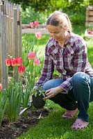Woman planting perennial Lythrum salicaria in Spring.