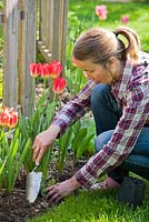 Woman planting perennial Lythrum salicaria in Spring.