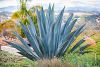 Agave americana. Debora Carl's garden, Encinitas, California, USA. August.