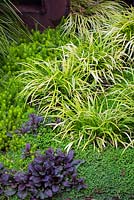 Portrait of plant association of Sedum 'Angelina' and Acorus gramineus with Soleirolia soleirolii. Debora Carl's garden, Encinitas, California, USA. August.