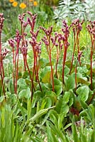 Bergenia 'Eroica'