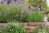 Sage and chives in herb garden