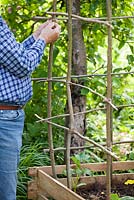 Man building hazel cane support for cucumbers.