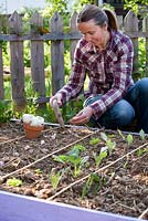 Woman planting garlic.