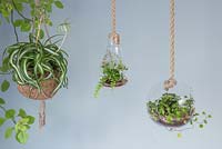 A stylish glass Terrarium planted with Muehlenbeckia complexa hanging indoors