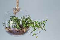 A stylish glass Terrarium planted with Muehlenbeckia complexa hanging indoors