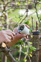 Grafting an apple tree Malus 'Jonathan'. Man covering cut surfaces with grafting compound