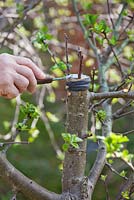 Grafting an apple tree Malus 'Jonathan'. Man covering cut surfaces with grafting compound