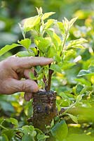 Grafting an apple tree Malus 'Jonathan'. Checking graft.