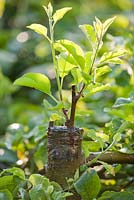 Grafting an apple tree Malus 'Jonathan'. Pruning out and leave only one graft.