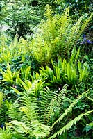 Dryopteris filix-mas or male fern, with Hart's Tongue Fern or Asplenium scolopendrium in hedgerow in Devon