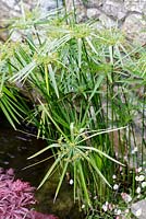 Cyperus papyrus - papyrus sedge, paper reed, Indian matting plant, Nile grass
