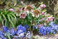 Helleborus x hybridus growing with Chinodoxa luciliae