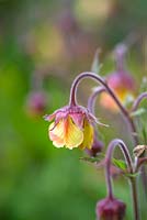 Geum 'Poco' - East of Eden 