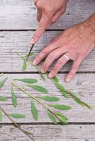 Remove the bottom of the softwood cuttings just 1cm above the lowest node