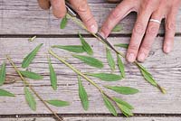 Remove all side leaves on the cuttings, leaving the top section intact