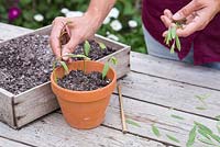 Plant the softwood cuttings in a mixture of compost and perlite, ensuring they are spaced apart equally with room to grow