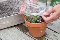 Cover the softwood cuttings with a polythene bag to retain heat and moisture, promoting root growth