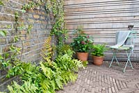 View of small brick patio with vintage blue chair and terracota flower planters in front of wooden fence surrounded by Dryopteris erythrosora - Japanese shield ferns and climber Trachelospermum jasminoides