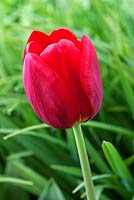 Tulipa 'Renegade' - Pashley Manor Gardens, Kent, UK