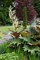 Rheum palmatum - Chinese Rhubarb. The Secret Garden, Gt. Maytham Hall, Rolvenden, Kent.  NGS open day. May.