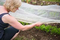 Carrots, 'Amsterdam forcing 3', woman replacing insect mesh after weeding.