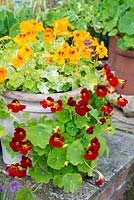Patio planter with Nasturtiums, with the variegated leaves of 'Alaska Mix' and 'Mahogany Jewel'.