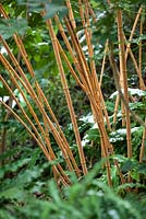 Phyllostachys vivax aureocaulis, Bamboo. February.